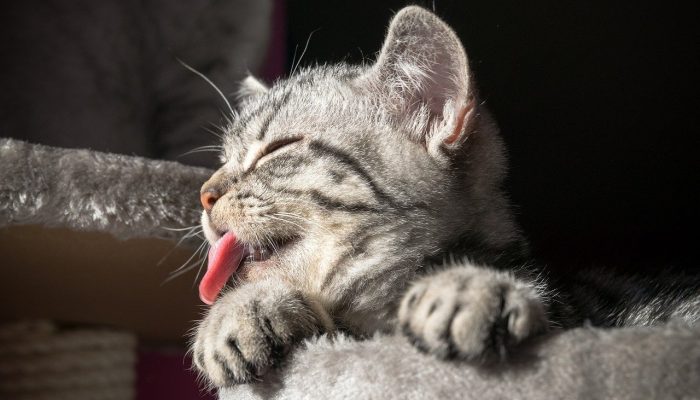 Mengapa kucing suka menjilat?