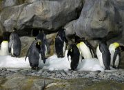 Penguin kaisar bergabung dalam daftar spesies yang terancam punah