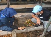 Olah Sampah di Kandang Maggot Jogja, Panennya untuk Pakan Lele. (dok. Pemkot Yogyakarta)