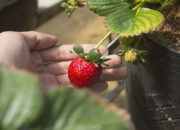 Cara Merawat Tanaman Strawberry untuk Pemula Agar Cepat Berbuah. (pixabay)