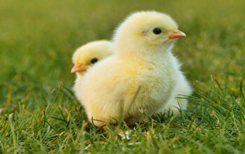 Cara Merawat Anak Ayam Mudah Supaya Bisa Cepat Besar. (pixabay)