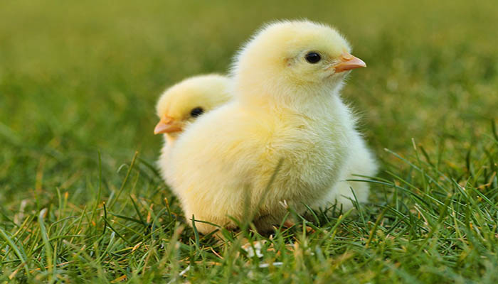 Cara Merawat Anak Ayam Mudah Supaya Bisa Cepat Besar. (pixabay)