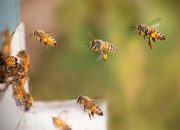 Obat Tradisional Sengatan Lebah dan Cara Penanganan Pertama