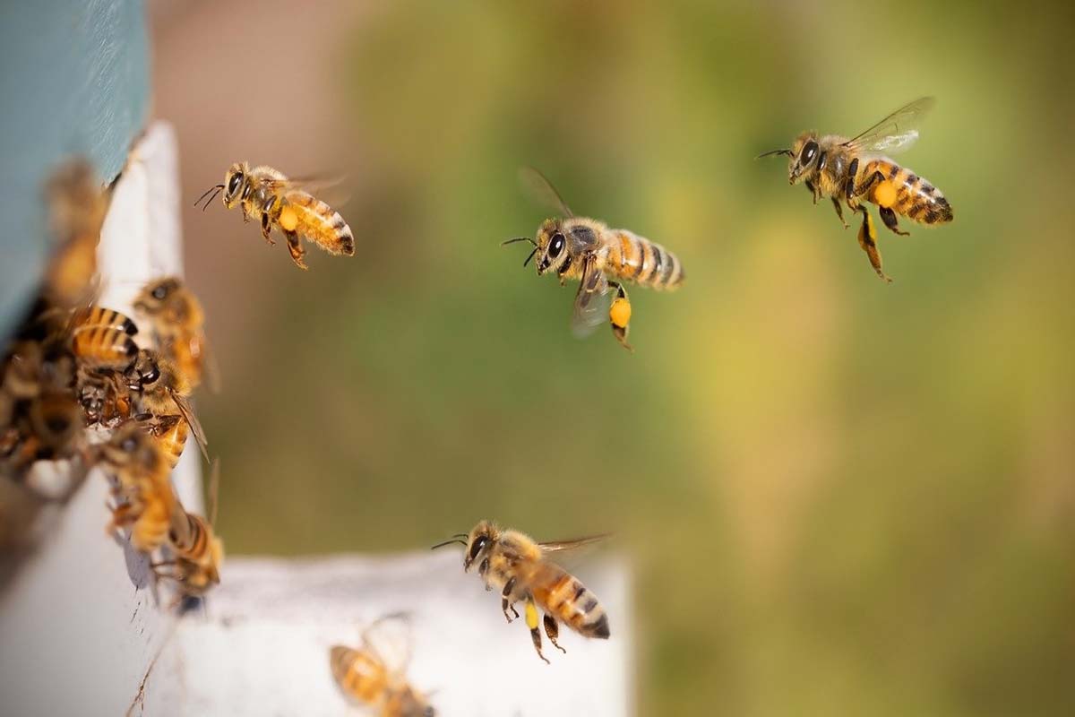 Obat Tradisional Sengatan Lebah dan Cara Penanganan Pertama. (pixabay)