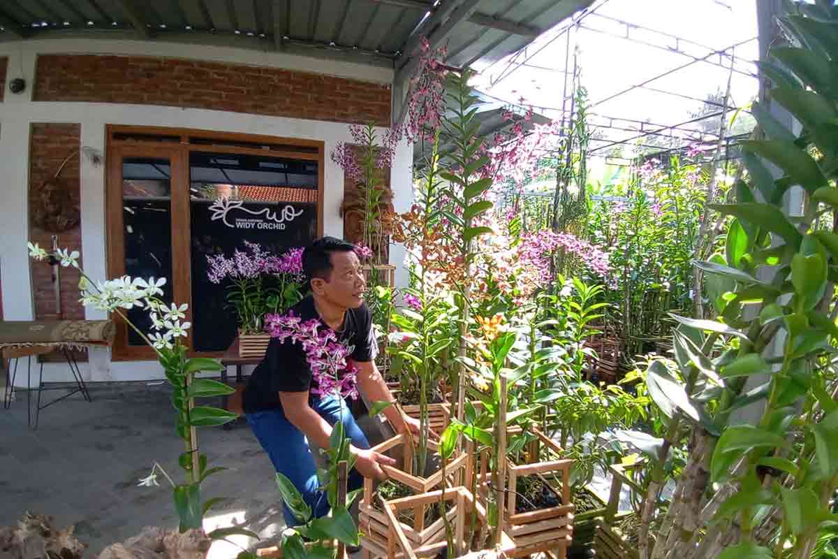 Widy Orchid di Bantul, Usaha Tanaman Anggrek Tanpa Pinjaman Modal. (Koran Jogja)