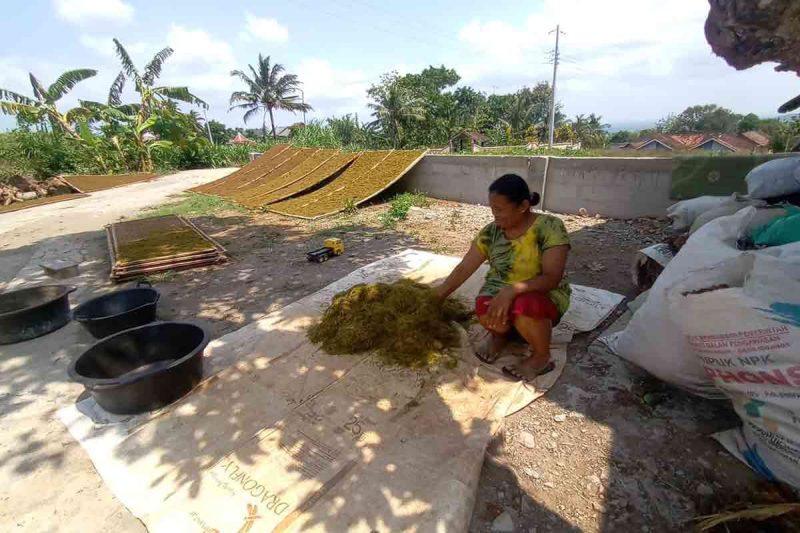 Desa Selopamioro Bantul, Melihat Lebih Dekat Kehidupan Petani Mbako Siluk
