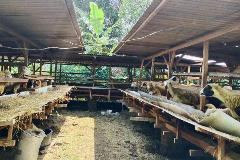 Kisah Pria asal Moyudan Sleman, Lulusan S2 Kini Sukses Ternak Kambing. (media center Sleman)