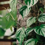 Manfaat Daun Sirih, Menyehatkan Mulut dan Napas Segar. (pexels)