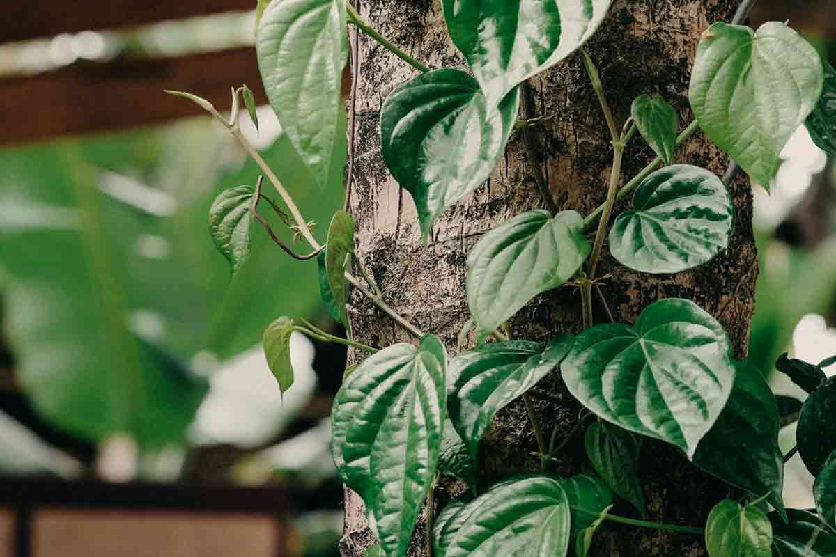 Manfaat Daun Sirih, Menyehatkan Mulut dan Napas Segar. (pexels)