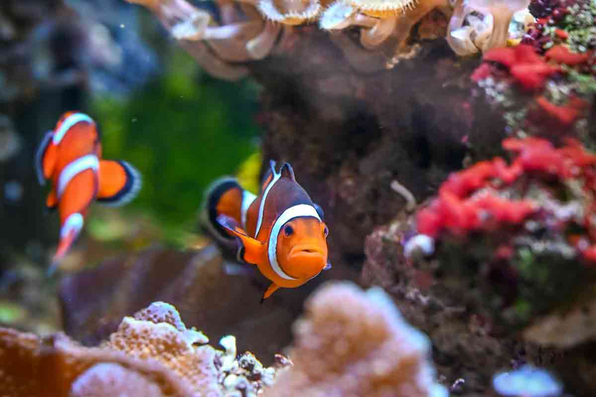Jenis Ikan yang Dianggap Memberi Hal Positif untuk Dipelihara di Akuarium Rumah. (pexels)